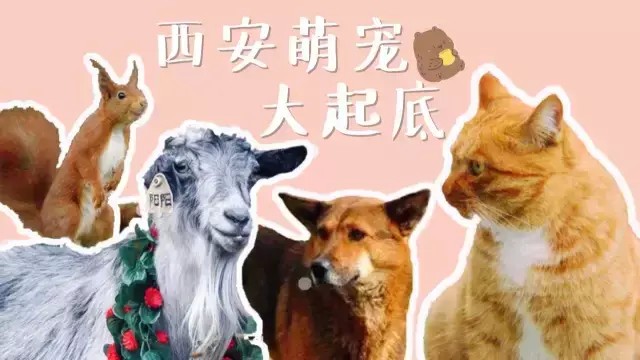 嫉妒！边上班边rua猫！西安这些有身份的猫猫狗狗太萌了