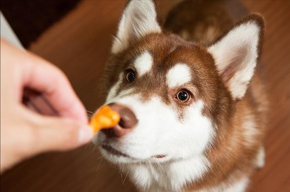 你家狗是胖还是瘦5种方法轻松判断！