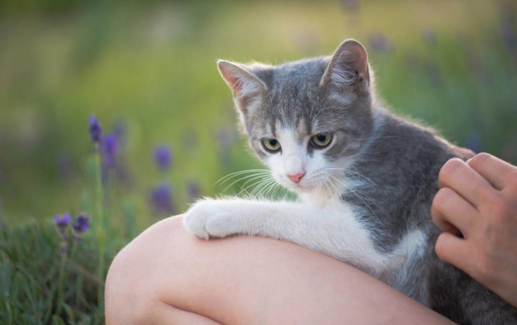 猫咪会踩奶其实是一件悲惨的事情……