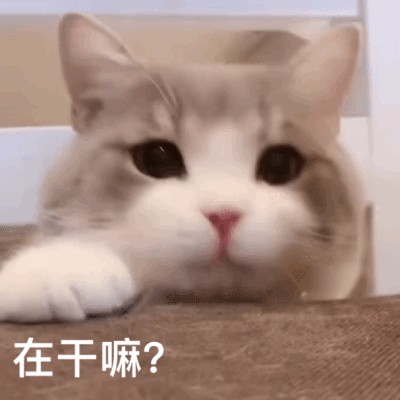 猫咪发情时需要怎么做这几点很重要