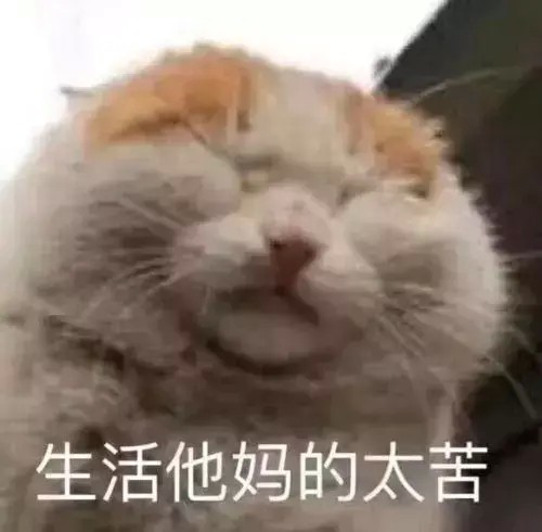 养猫的这些误区你知道么