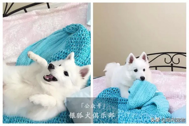 银狐犬的颜值进化史多图慎入～