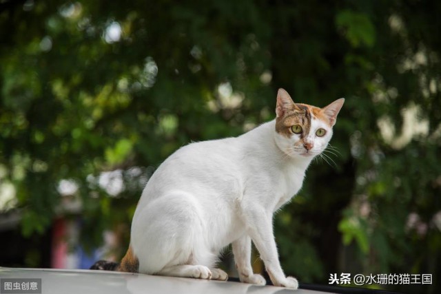 猫咪破伤风需要注射解毒剂吗为什么得了破伤风的猫要住小黑屋